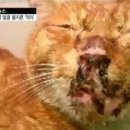 고양이발 이미지