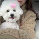 쁘띠몽시앙 이미지