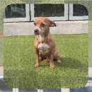 상주단체 가려진 여정 | 상주 강아지보호센터에서 실버 파티 푸들 입양 이것만은 꼭 알아두세요