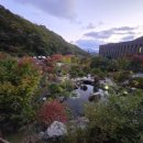 포레스트 리솜 이미지