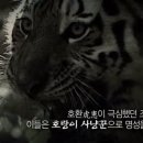 백정 - 울릉군 봉래2길 11 | 백정