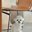 무거동 강아지 미용실 이미지