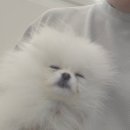 댕댕프렌즈 이미지