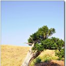 울릉예림원 Daum카페