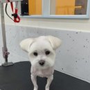 올치유치원 이미지