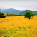 곡성묘천 이미지