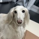 (주)더조은펫타운 | 무더운여름 댕댕이도 시원하게 강아지쿨매트 펫조은자리 강아지방석
