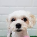 빙고네펫샵 이미지