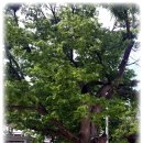 두동편백마을 이미지