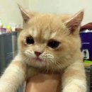 오떡 이미지