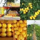 동팔이네 이미지