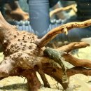 봉달 | [물생활] ‘안시 키우기 2탄’ 블랙 안시 봉달 후기, 어항 유목 추천