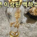 30년된 호피 하수오 거피작업후 담금주 만들기 소주 18리터4병 이상 이미지