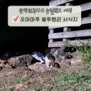 [행복의 공식] 청탁금지법 | 뉴질랜드 남섬 여행 일정 더니든 오아마루 펭귄 시간 스팟 서식지 후기