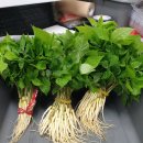 한국인삼(KOREA GINSENG)