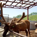 대관령사슴목장 이미지