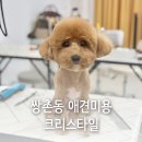 크리스타일 | 쌍촌동 애견미용 크리스타일 너무 귀여워진 꼬질이