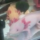소소아이 네이버블로그