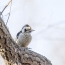 딱따구리 이미지