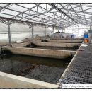 진천관상어 이미지