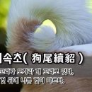 구미속초(狗尾續貂) - 담비 꼬리가 모자라 개 꼬리로 잇다 이미지