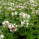 풀밭나라 이미지