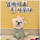 부산애견호텔 애견유치원 맘바이 서면본점 이미지