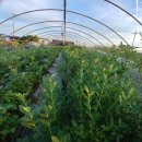 홍연농장 이미지