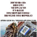 세일야채