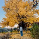 하촌할머니 이미지