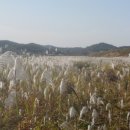 장암 송죽 억새길 이미지