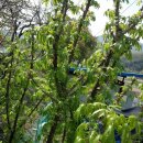 아로니아민박 이미지