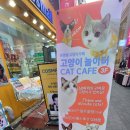 고양이 유치원 | 명동고양이카페 : 고양이놀이터명동점 후기