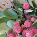 김주연농장 이미지