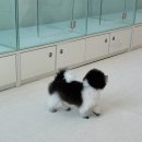 도그송 강아지분양 인천 송도점 이미지