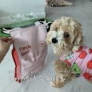 본아페티 플러스 프리미엄 활력+종합기능성, 잘 먹는 강아지 스팀 베이크 사료 솔직 후기!