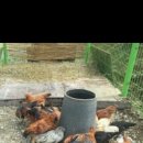 자연알로(보령) 이미지