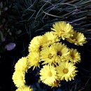 망미주공 이미지