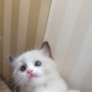 도로시캐터리 이미지