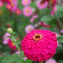 메밀목장 이미지