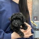 천안 강아지분양 고양이분양 파라다이스펫본점 이미지