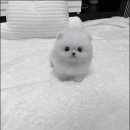 강아지분양 고양이분양 멍앤냥 수원점 이미지