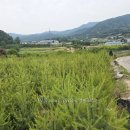 잣나무