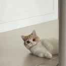 바다냥이네 이미지