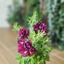 (주)하나마이 이미지