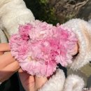 꼬박 봄이 되길 기다린 하플리X무궁화부티크 무궁화 패턴 허리치마 후기! (And 겹벚꽃 질무렵)