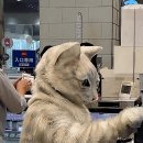 고양이가 cashier 이미지