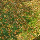 칠곡양떼목장 이미지