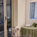 로우포우신월(rawpaw) 이미지