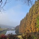 씨유 용인외대사거리점 | 용인 단풍 서울 근교 단풍 외대 글로벌 실시간 2025년 11월 7일 방문 후기